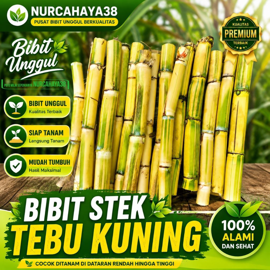Tebu Kuning - Bibit Tebu kuning fresh terbaik - Bibit stek Tebu kuning 27-30cm