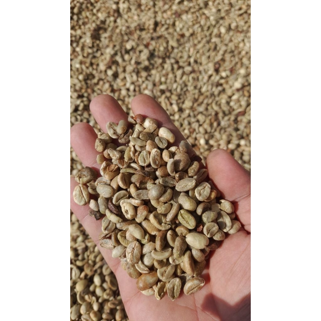 Asalan robusta kerinci
