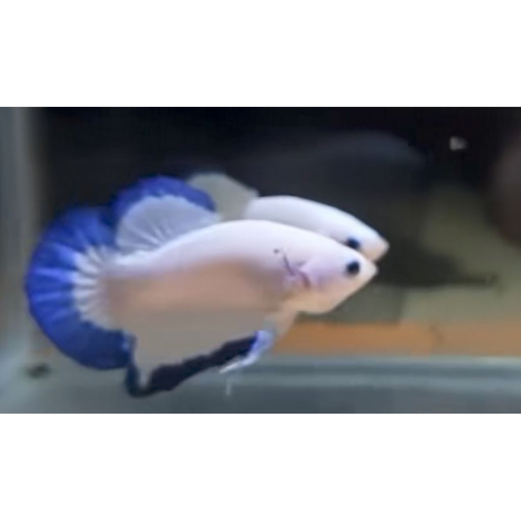 ikan cupang  blue rim