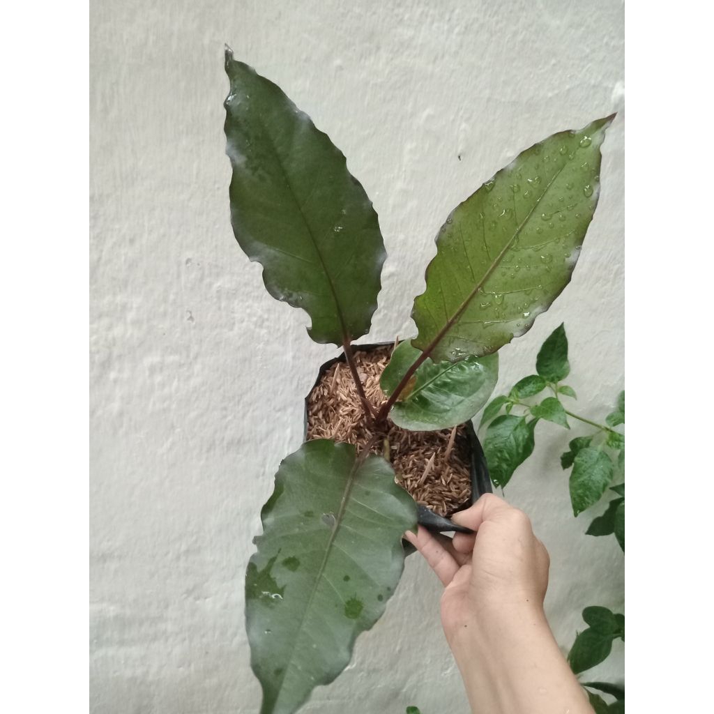 Anthurium Hokeri Black