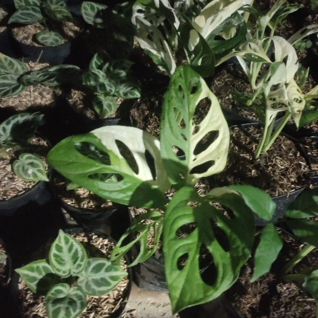 Janbol varigata