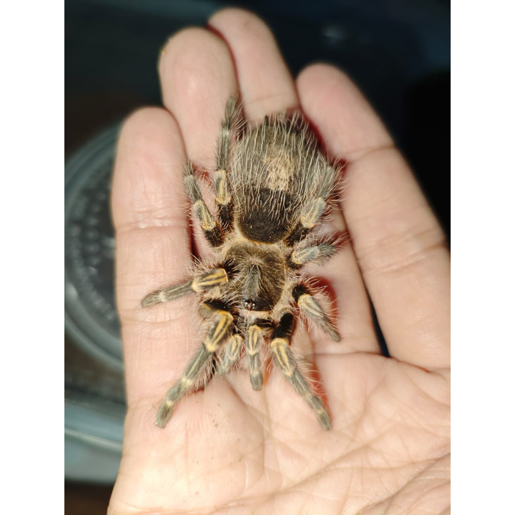 tarantula gramostola Pulchripes JUVE chacco golden knee (PAKAN REPTILE)