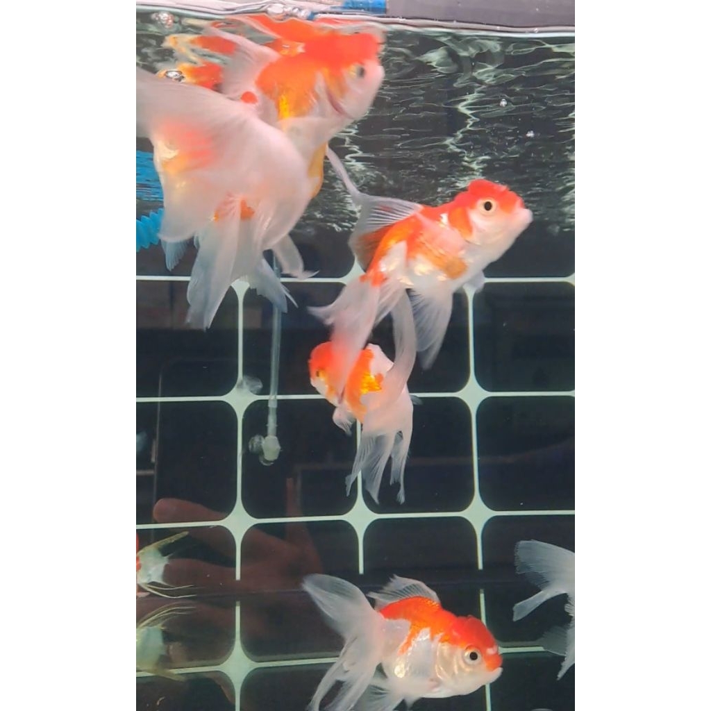 Hiasan Akuarium Ikan Koki Oranda Jambul -+10cm