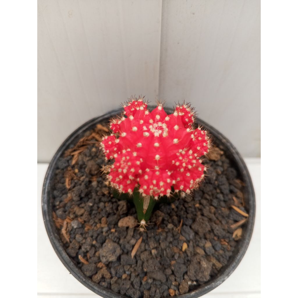 Gymnocalycium mihanovichii, red rubyy