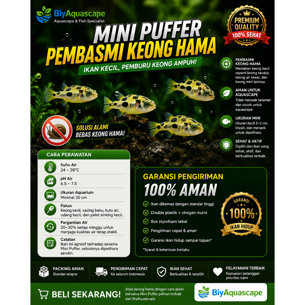 IKAN HIAS AQUASCAPE MINI PUFFER / IKAN HIAS AQUASCAPE PEMBASMI HAMA KEONG LIAR ( MINI PUFFER )