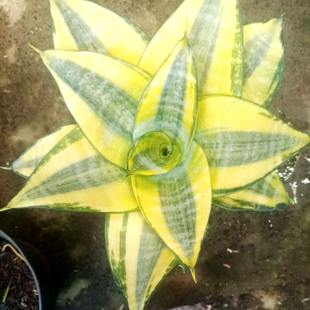 Sansevieria Golden + pot | siap pajang