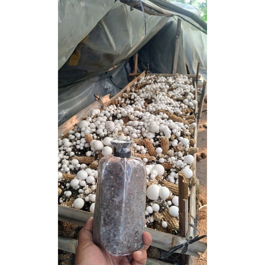 KING bibit jamur merang putih  siap tebar cod