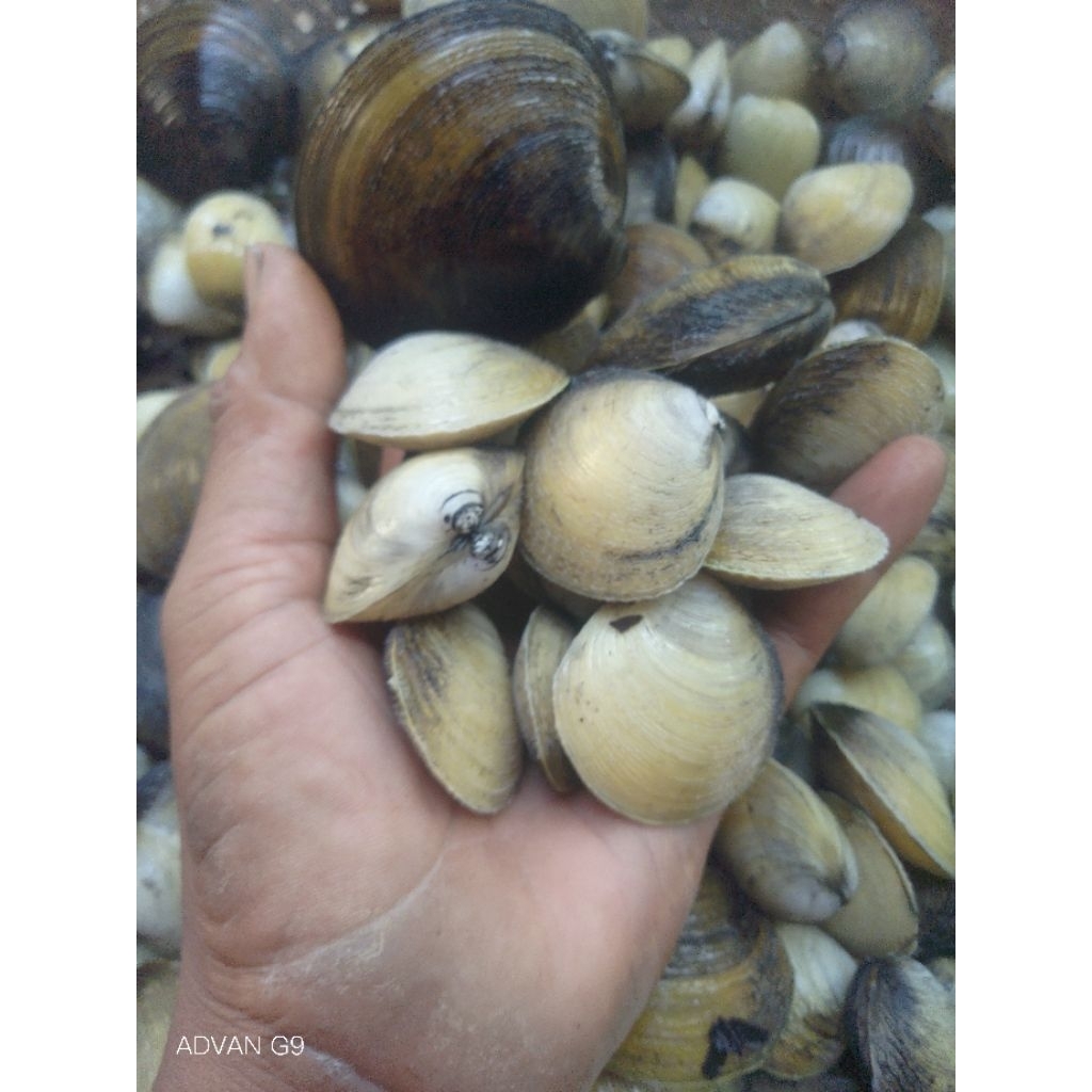 kerang kepah/ kerang nipah/totok/kerang rawa harga/1kg siap kirim...
