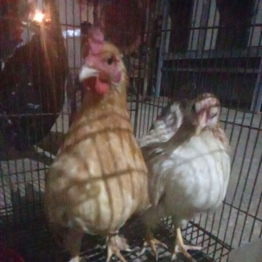 ayam Serama ternakan kandang