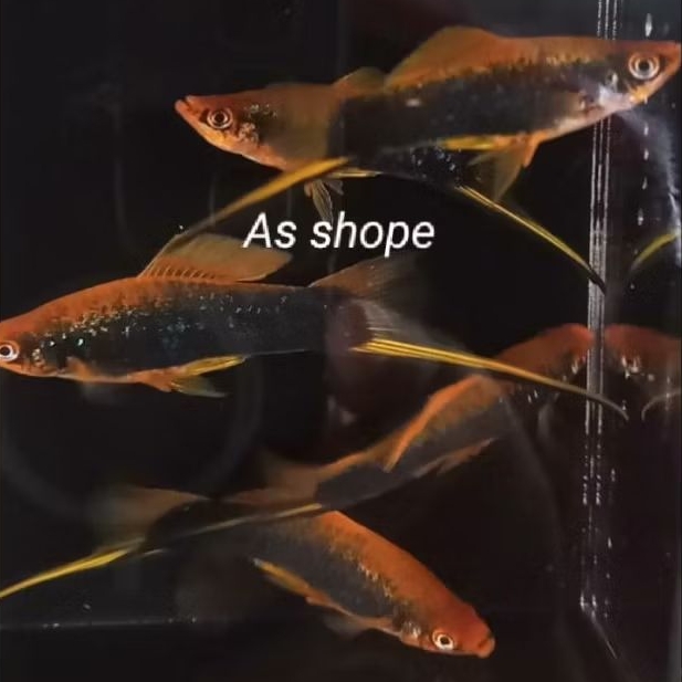 hamburg platy