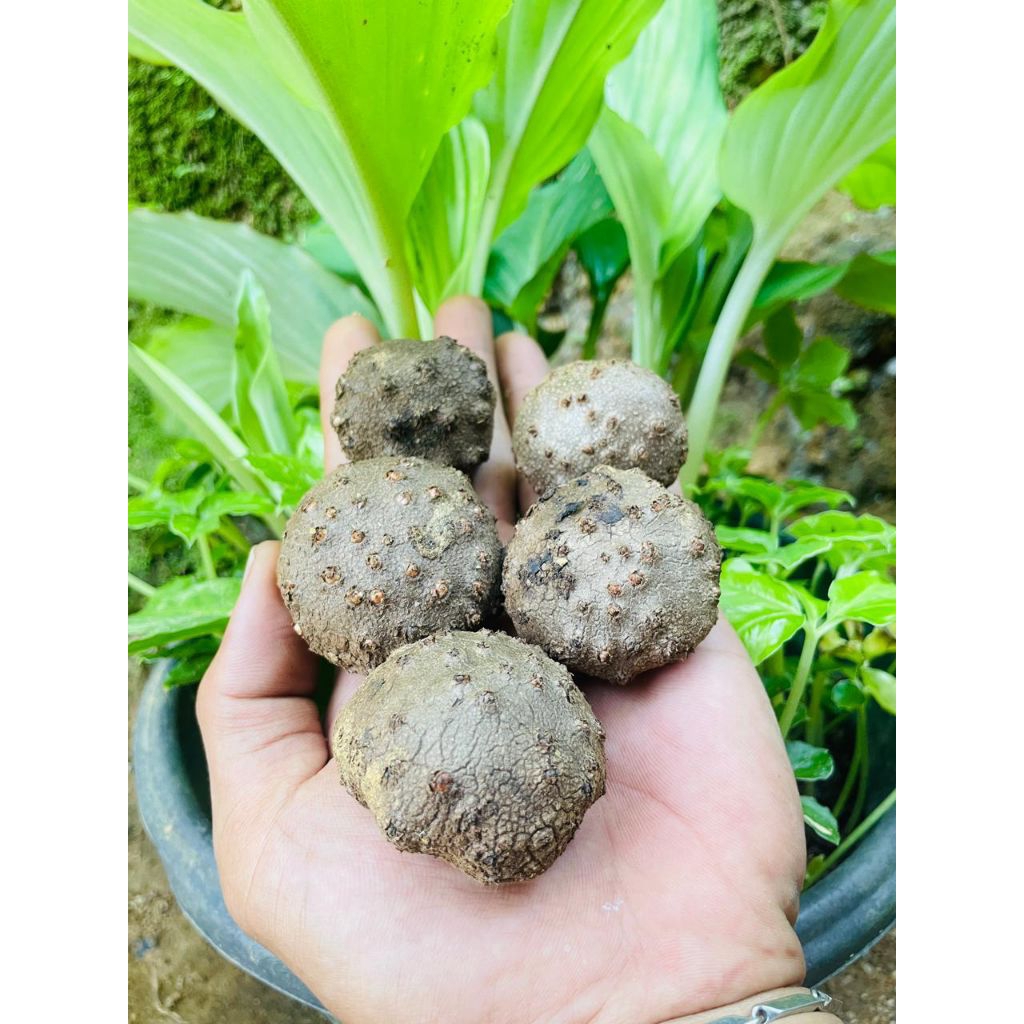 katak Porang bubil Porang katak super