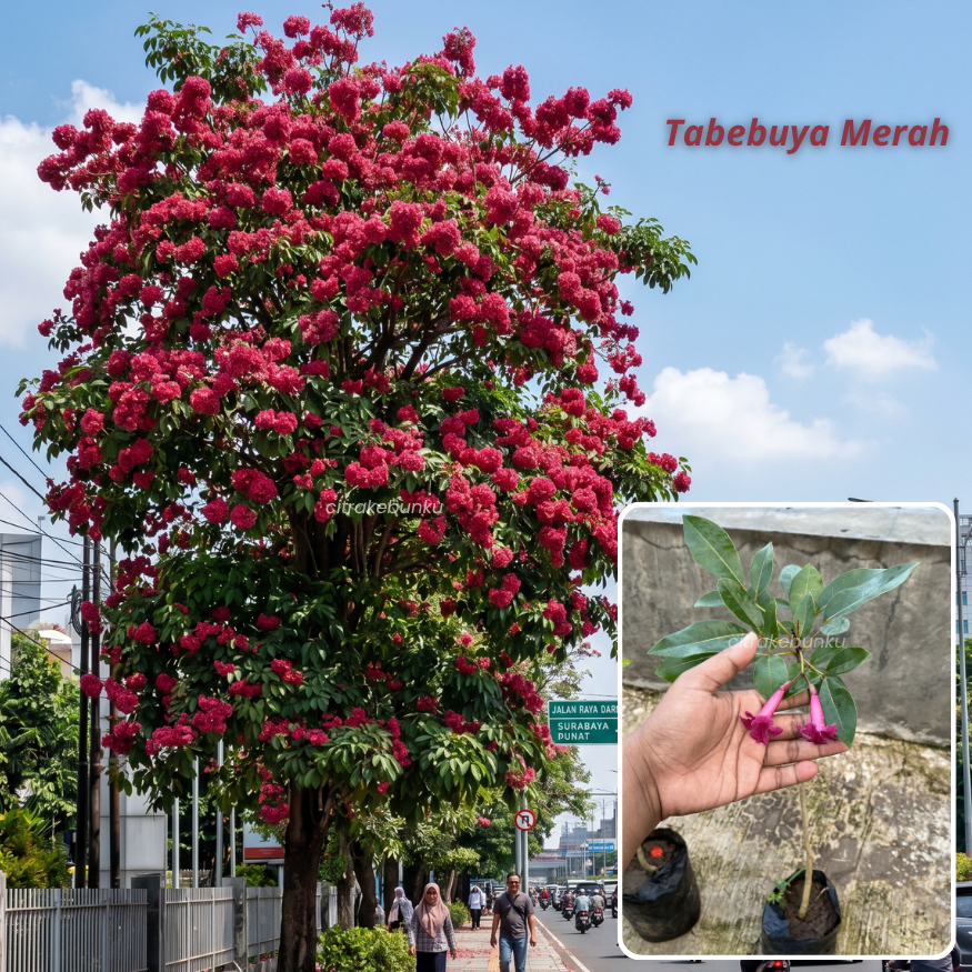 Bibit Bunga Tabebuya Merah Hasil Stek Mudah Berbunga