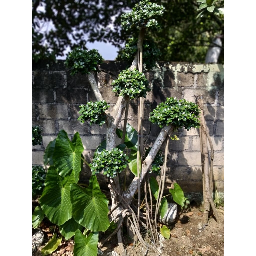 bonsai dolar Korea mikro bonsai beringin dolar mikro beringin Korea dolar korea mikro bonsai beringi