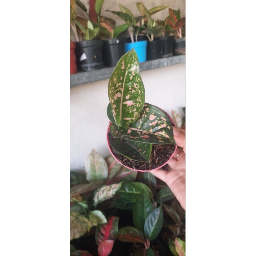 Aglonema Ruby Compacta