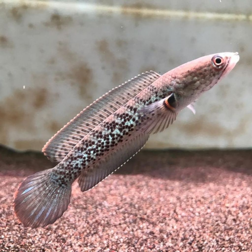 stiker berbentuk Stewartii arunachal ukuran 10 cm sudah singel mingel tank Channa Stewartii