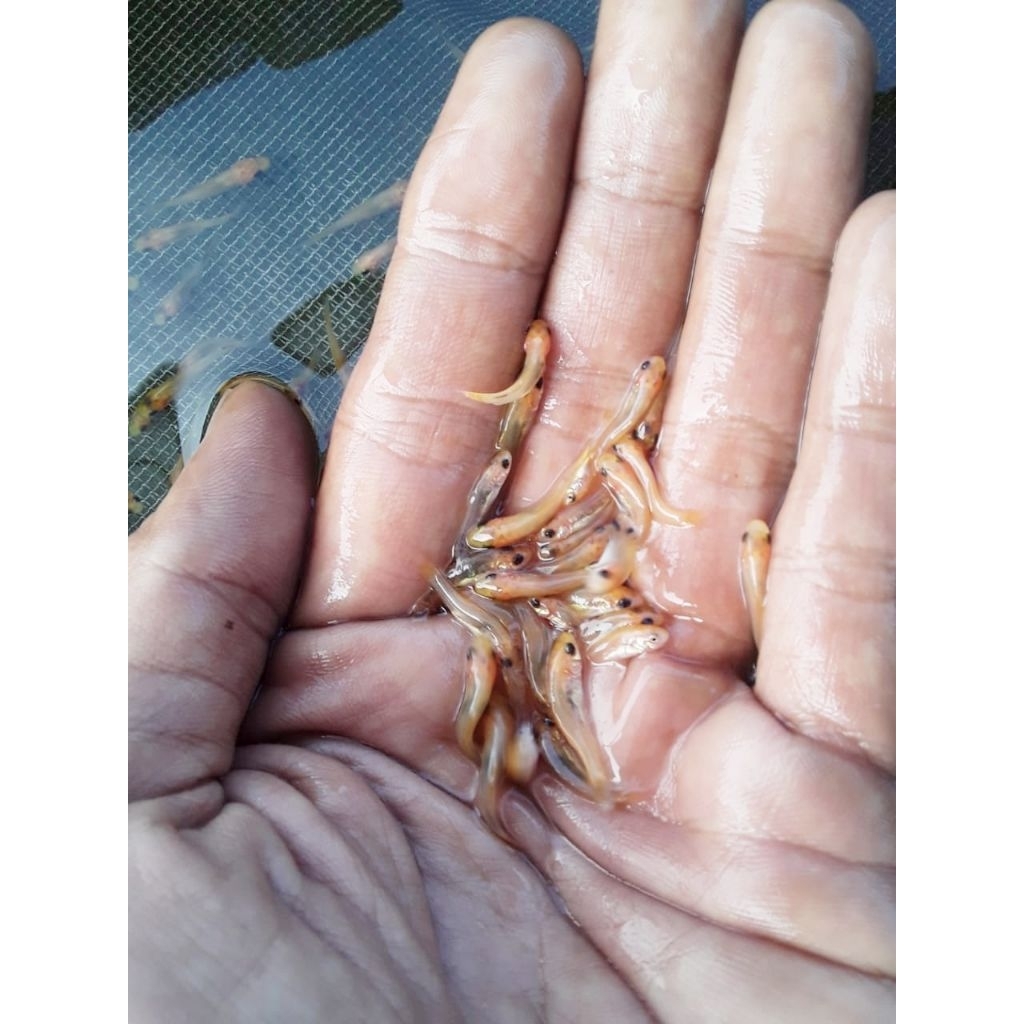 PAKET ISI 100+5 BONUS.NILEM TERAPI LEMON.SIZE 2-3 SARIGAN BAK IKAN.
