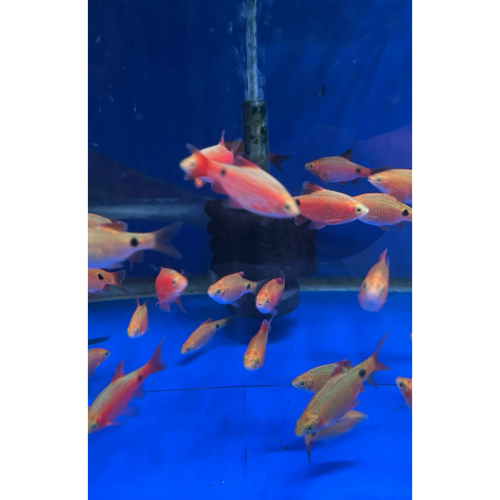 ikan hias barbir