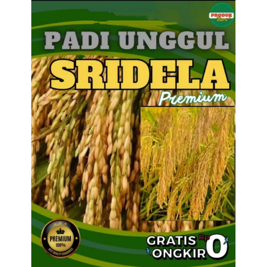 BENIH PADI SRI DELA 5KG KULITAS SUPER