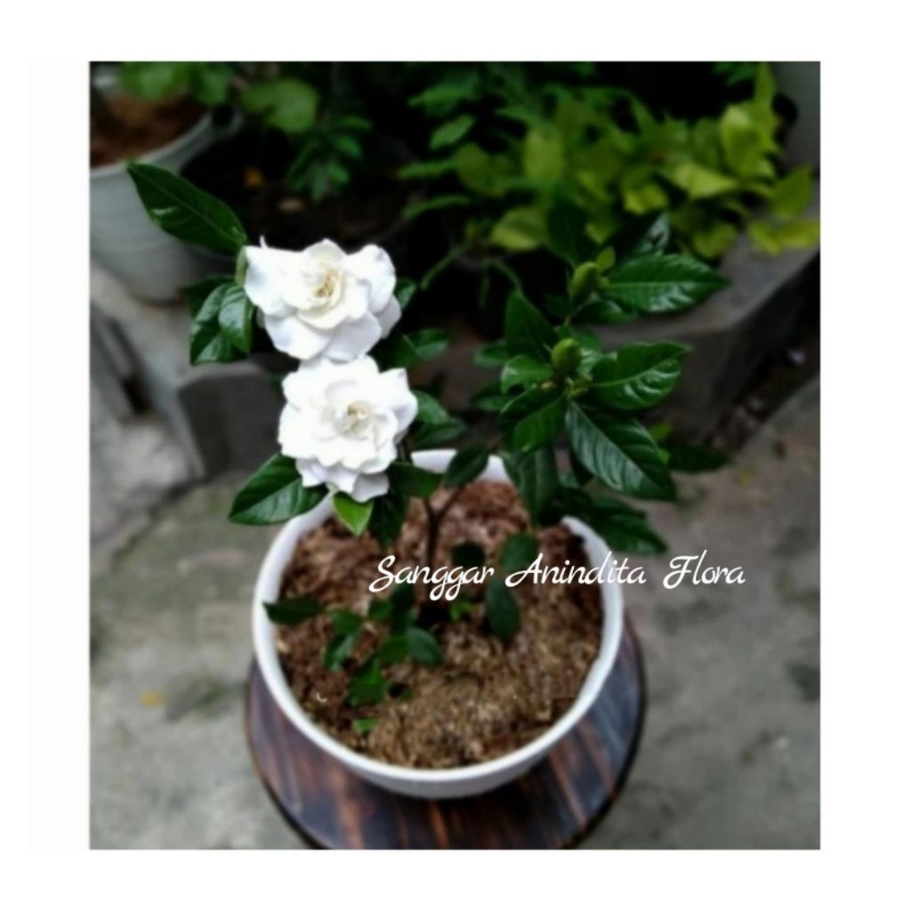 tanaman hias bunga kaca piring + pot putih