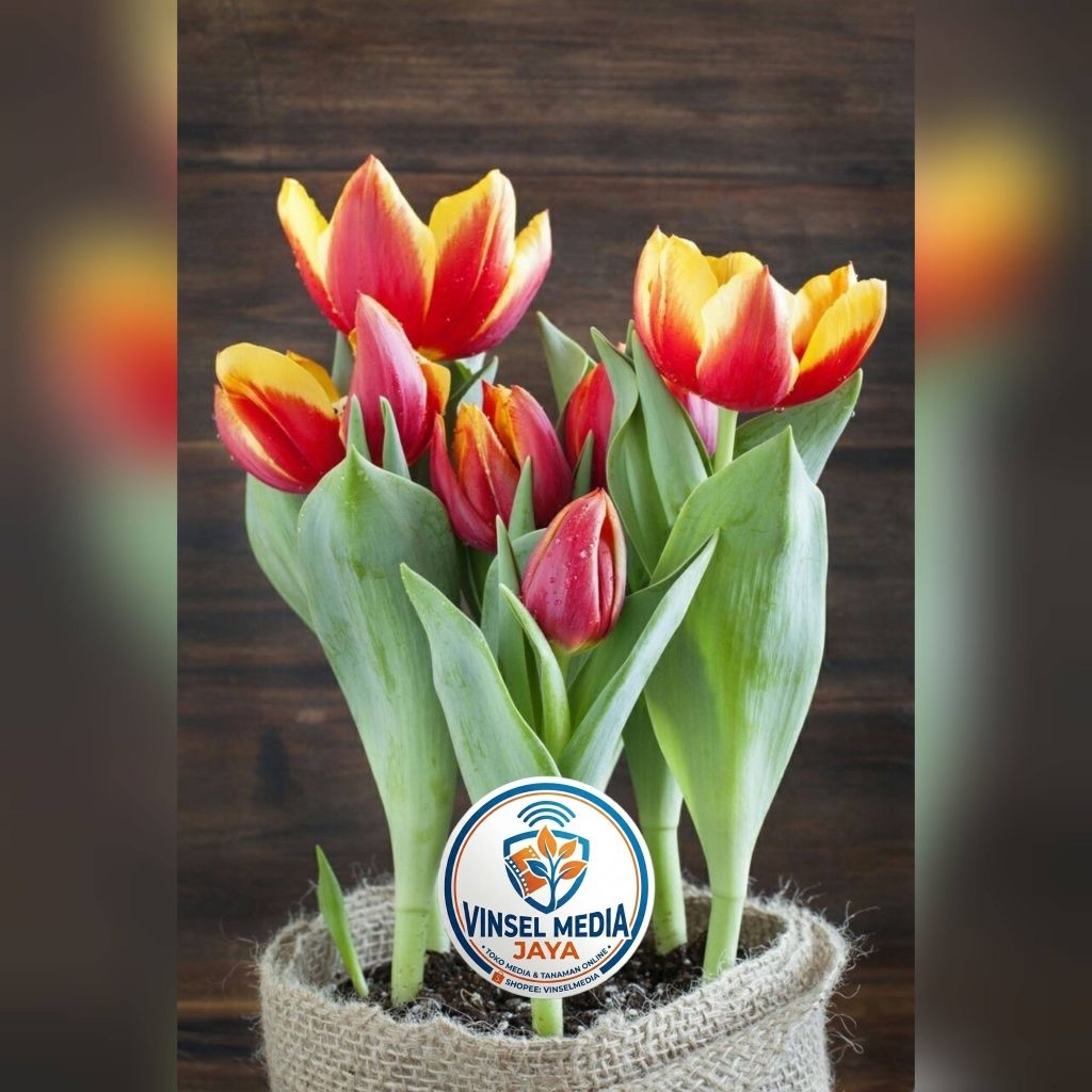 [IMPORT] Umbi Bunga Tulip Hidup Red yellow Premium - Bibit Bunga Tulip Asli Siap Tanam Tanaman Hias 