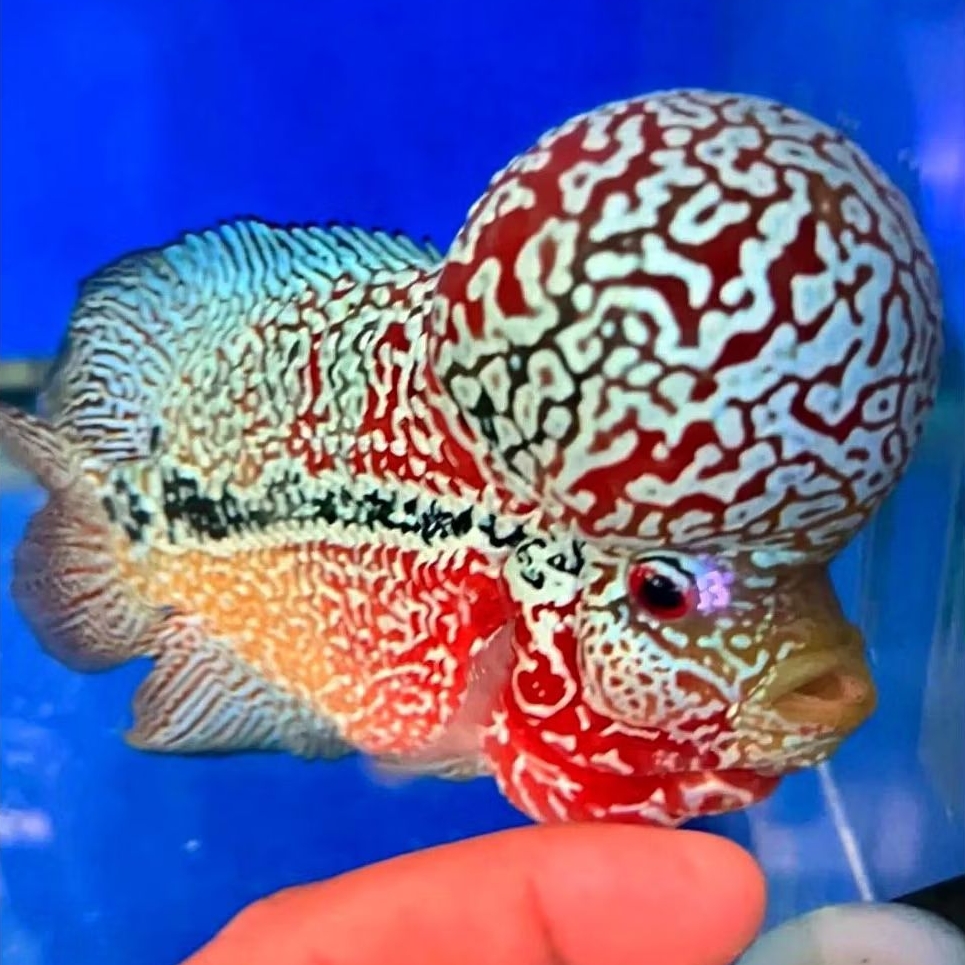 my burayak kamfa gen super red ukuran 3-5 cm
