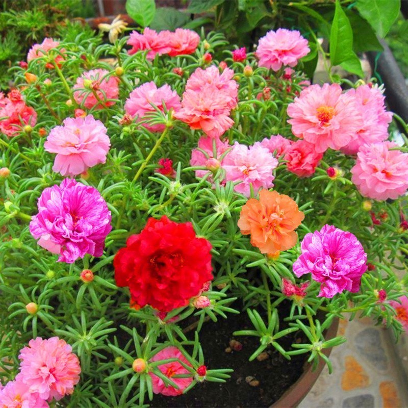 Bibit Bunga Krokot Portulaca Sutra Bombay Warna-Warni Rajin Berbunga