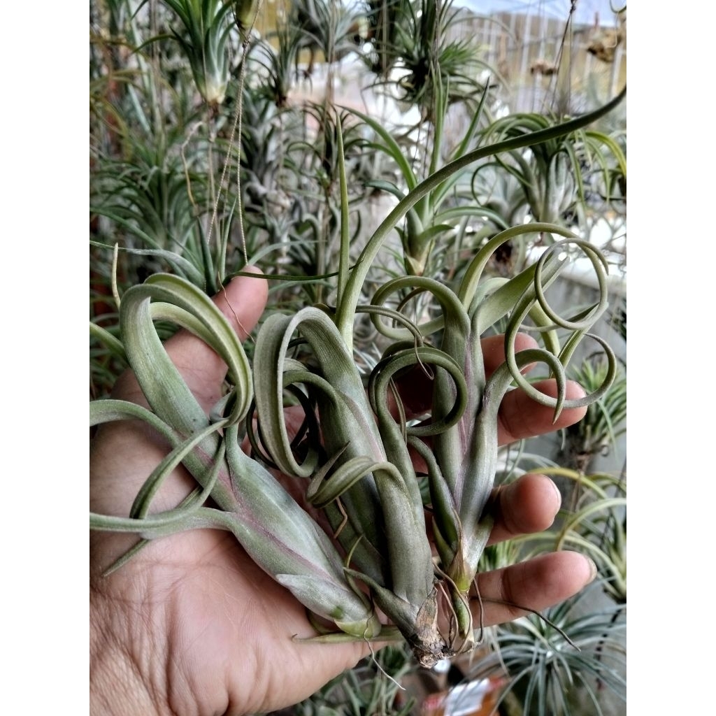 Tillandsia intermedia Giant
