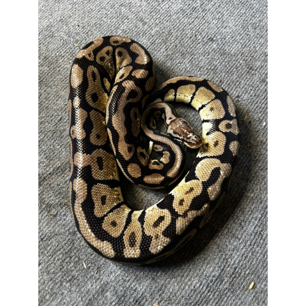 BALL PYTHON PASTEL SPOTNOSE MALE (ADULT)