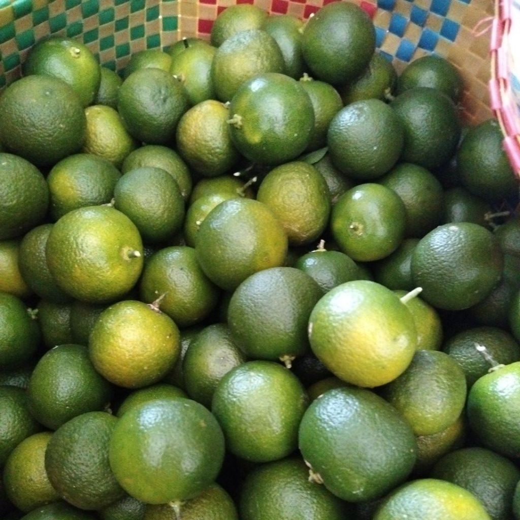 Jeruk Kunci Jeruk Kasturi Jeruk Sonkit