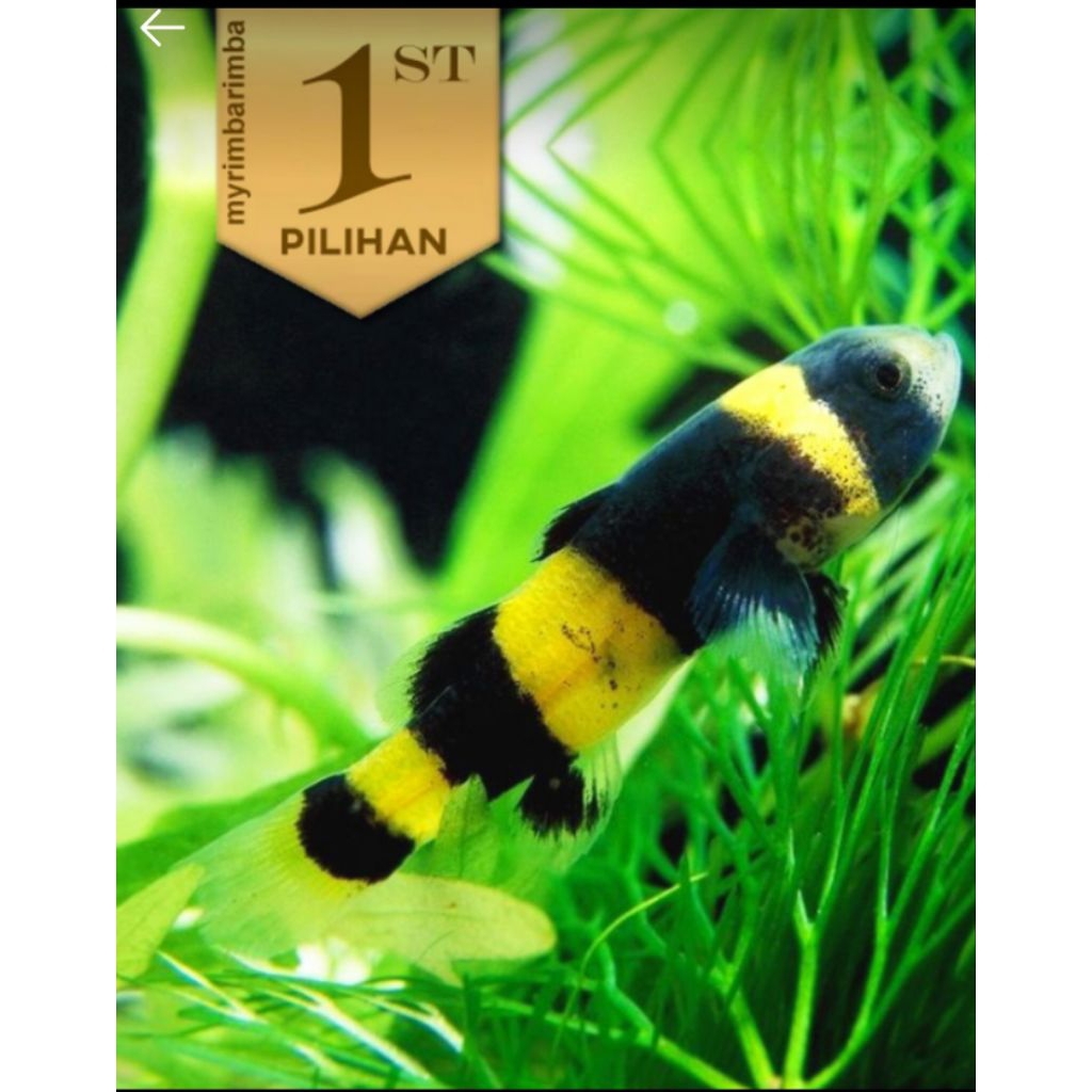 Mini Goby Bumblebee Ikan Hias Aquascape HIasan Aquarium Micro Tank