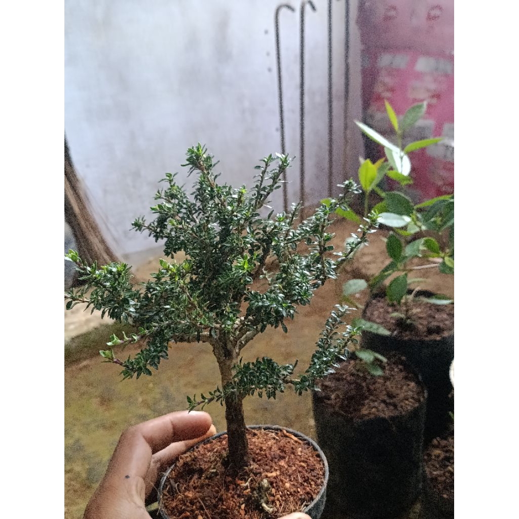 bonsai serissa seribu bintang real pict