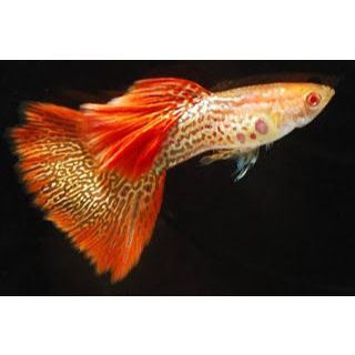 HIASAN AQUARIUM ALBINO RED SNAKESKIN ROSETAILmata merah (albino), pola sisik menyerupai kulit ular (