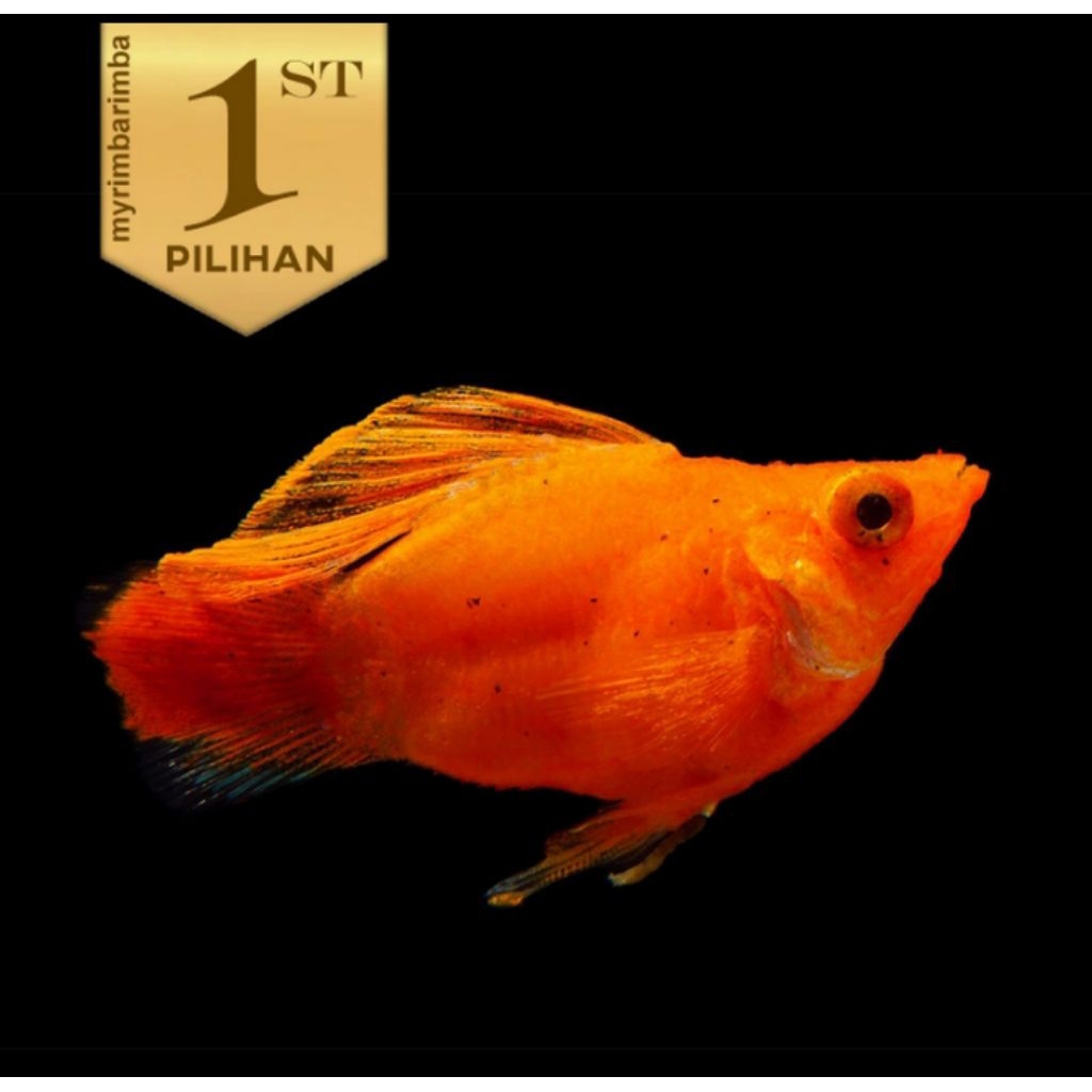 Molly Sunkist Balon Size M Ikan Hias Aquascape Hiasan Aquarium Tanaman Air