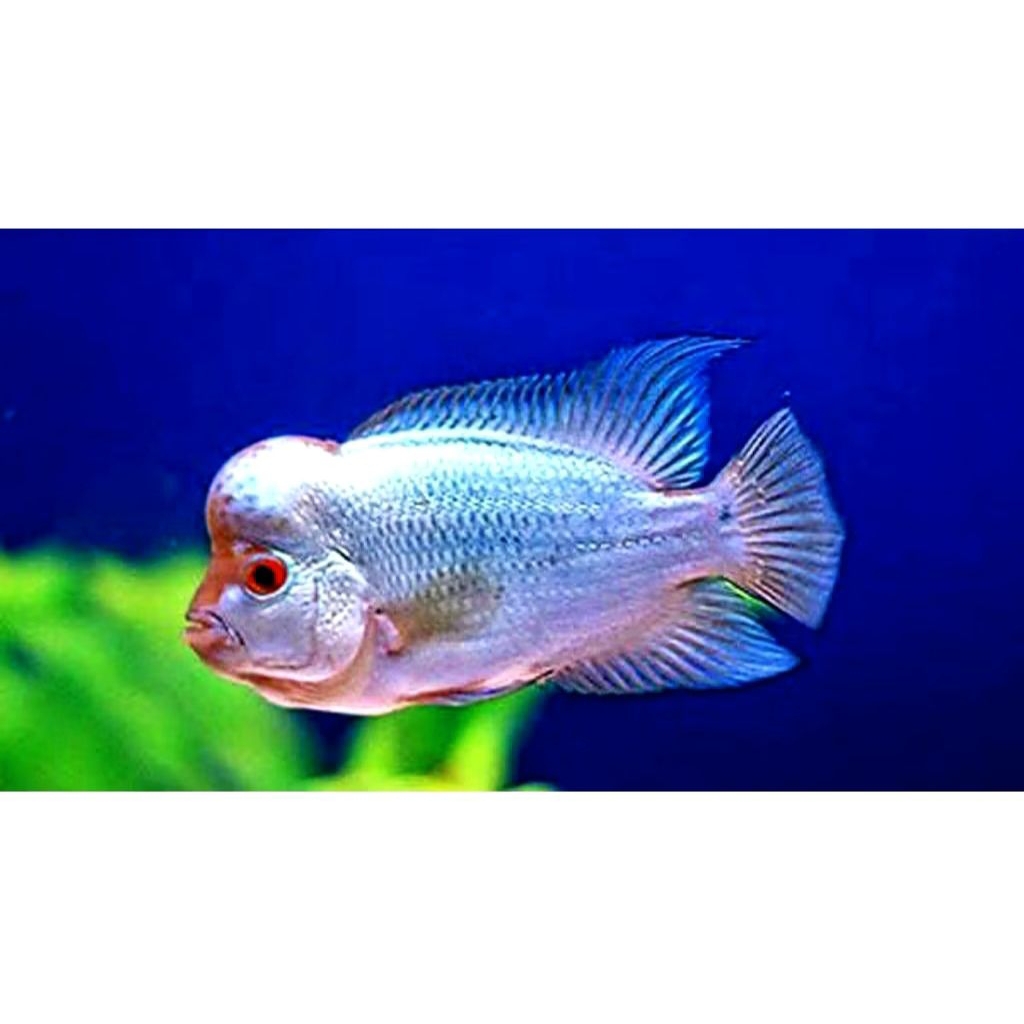 burayak louhan thaisilk 3-4 cm platinum white lohan thaisilk