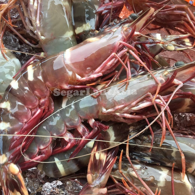 Udang Tiger / Udang Pancet / Udang Windu / Udang Jumbo / Udang Besar / Udang Segar 1Kg