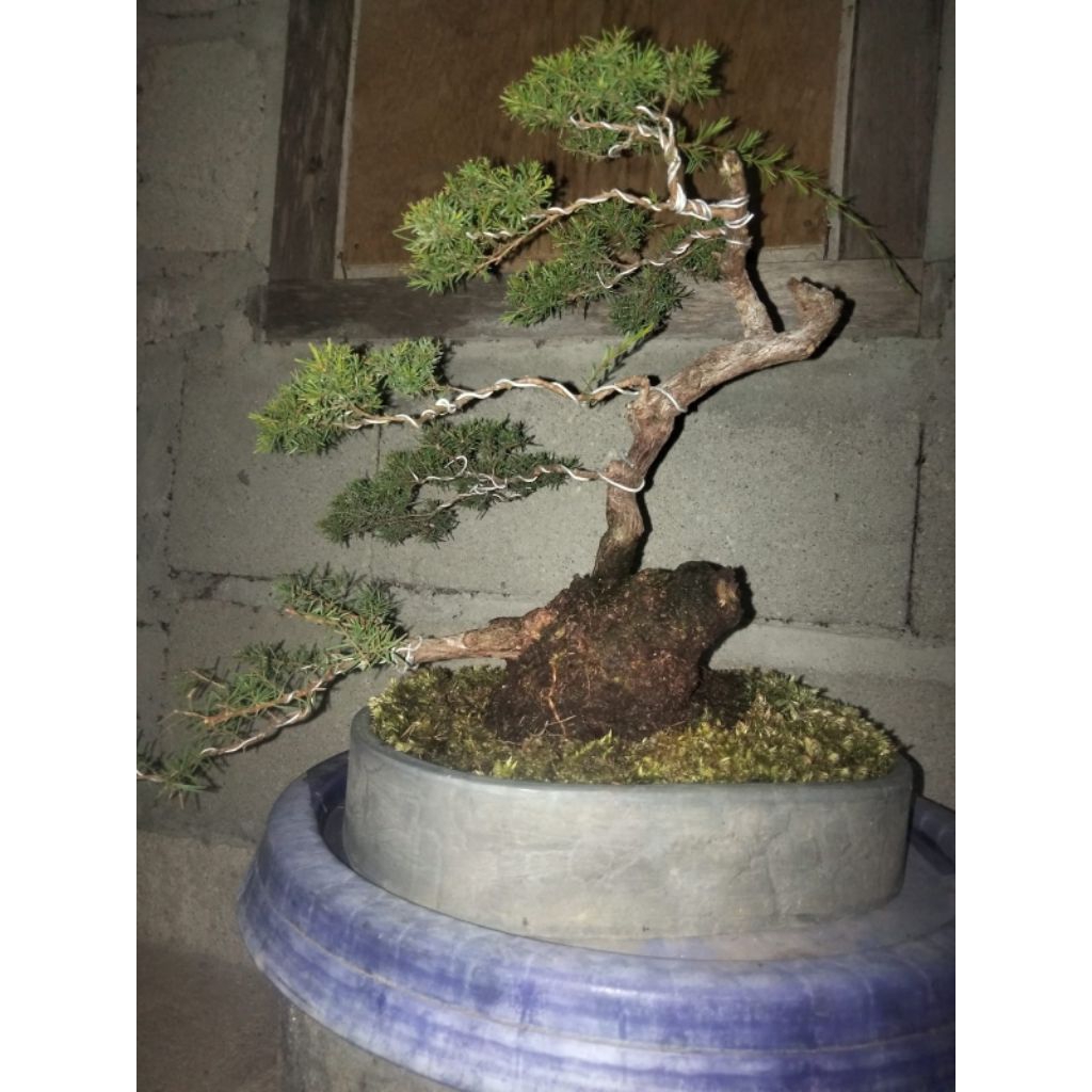 Bahan Bonsai cucur atap siap pajang