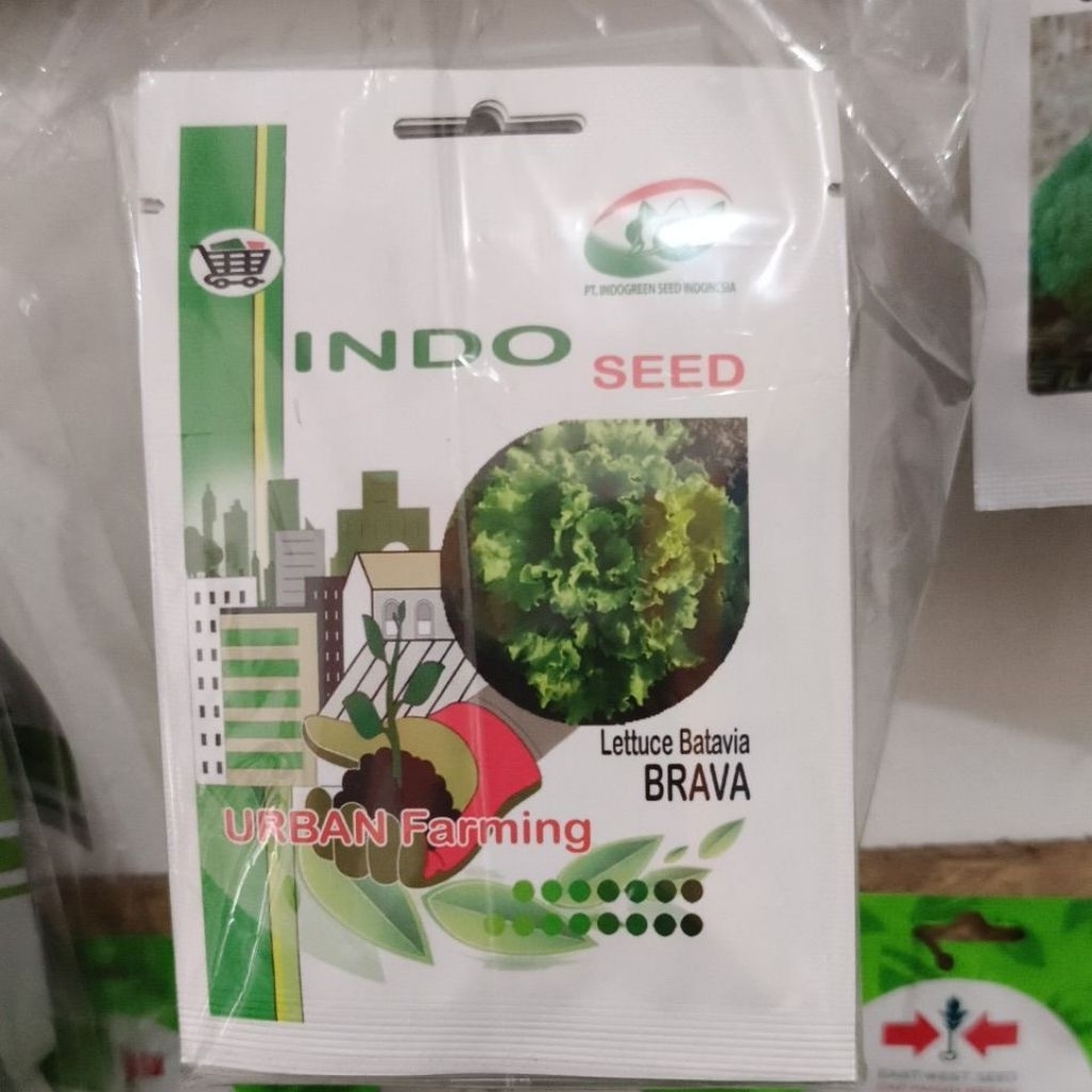Benih Selada Batavia Brava 1 gr