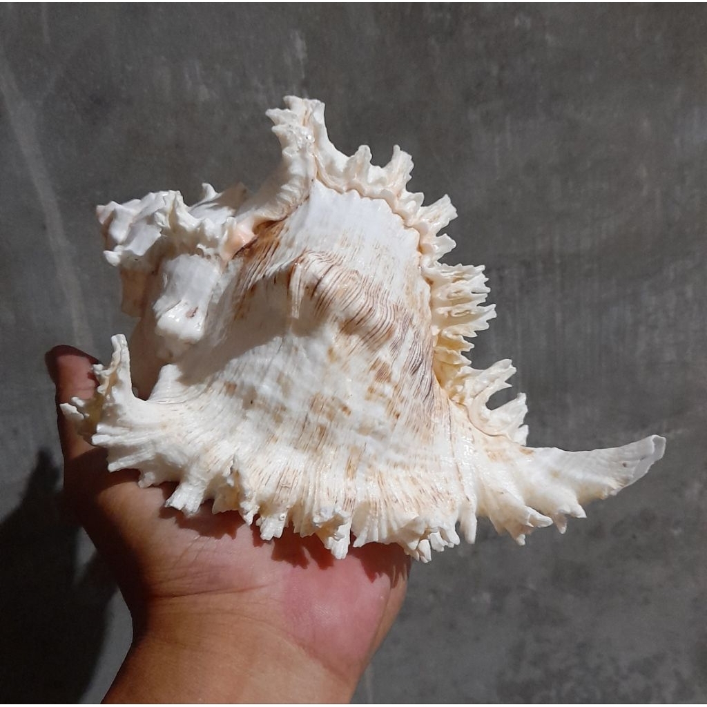 Cangkang Kerang Murex Ramosus Jumbo