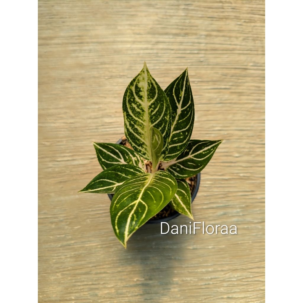 Aglaonema Pride Of Sumatra White (Pos White) Remaja