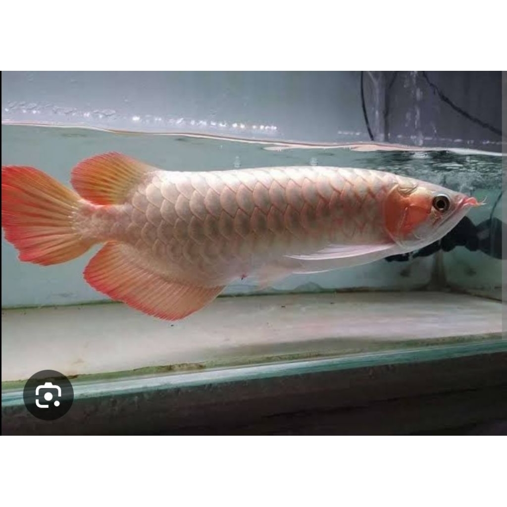 arwana super red Kalimantan || size 20cm+