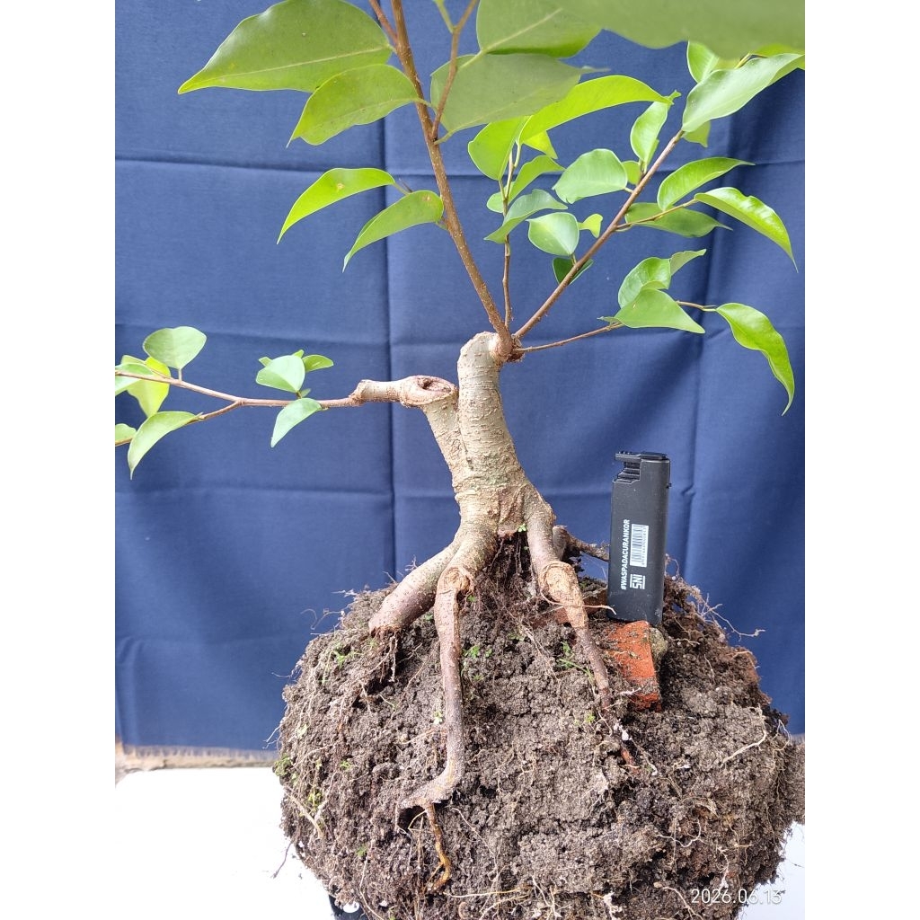 Bonsai Berkarakter Beringin Lokal/Ficus Benjamina(bonsai prospek)
