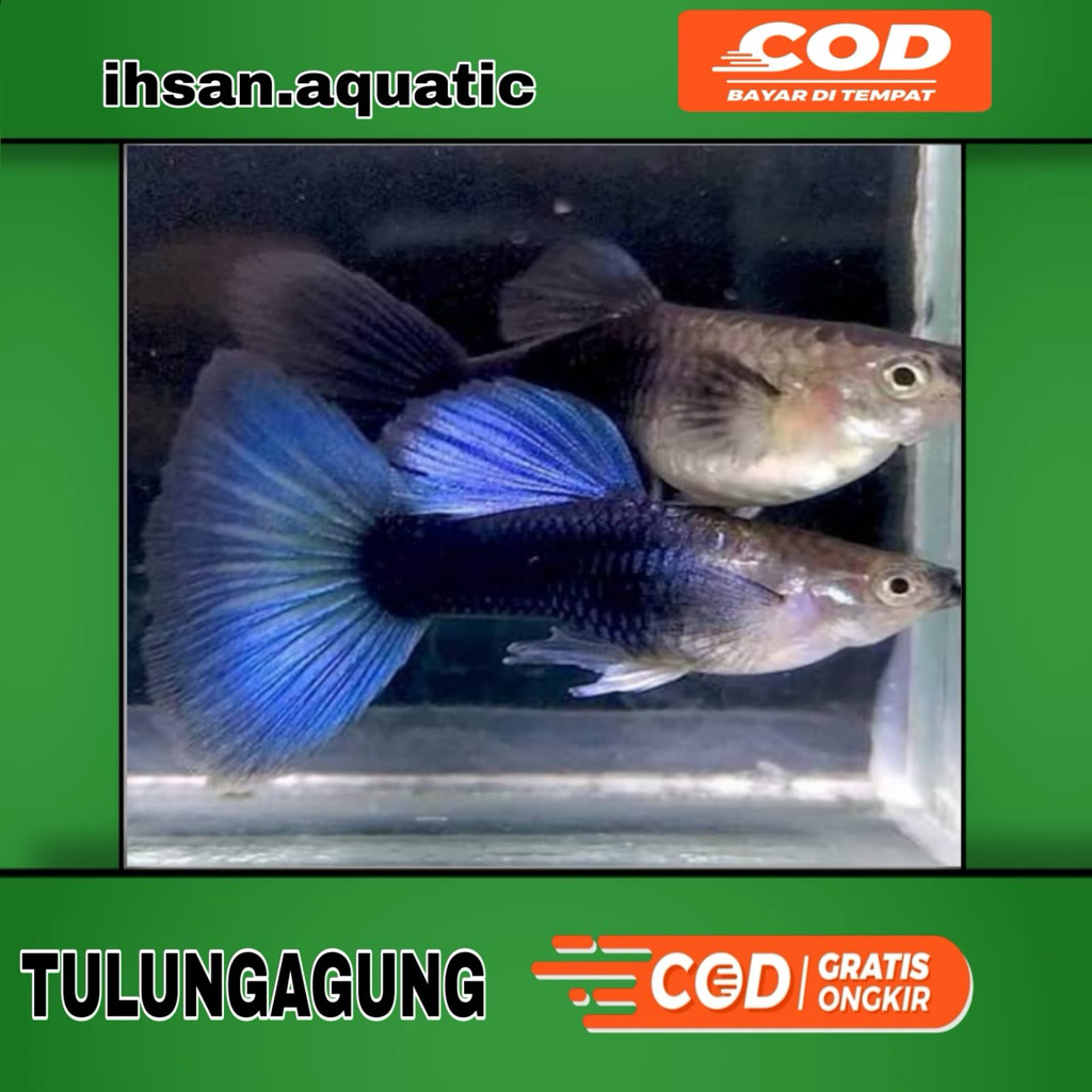 Ikan Guppy HB Blue - Pasangan Hiasan Aquarium Aquascape