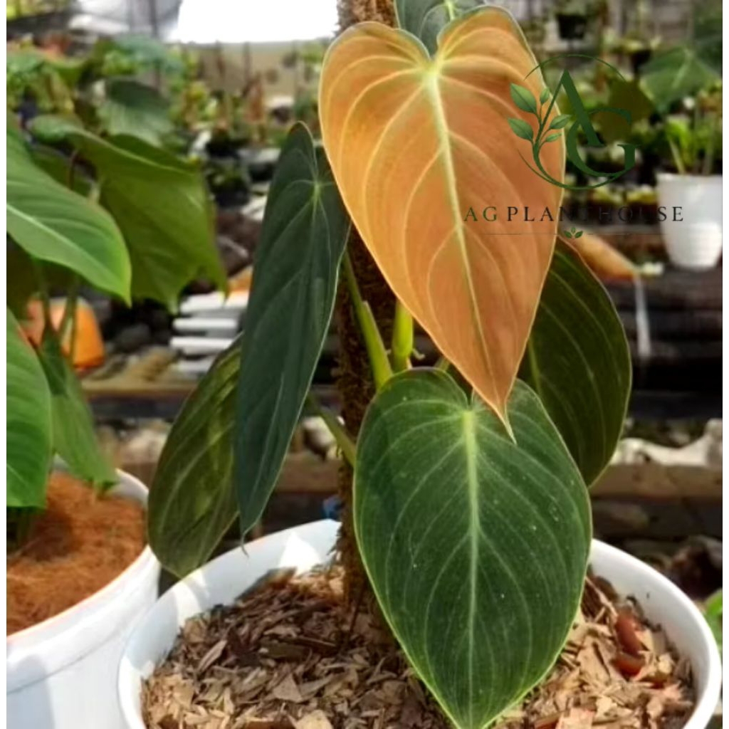 Tanaman Hias Philodendrom Melanochrysum / Philo Melanochrysum