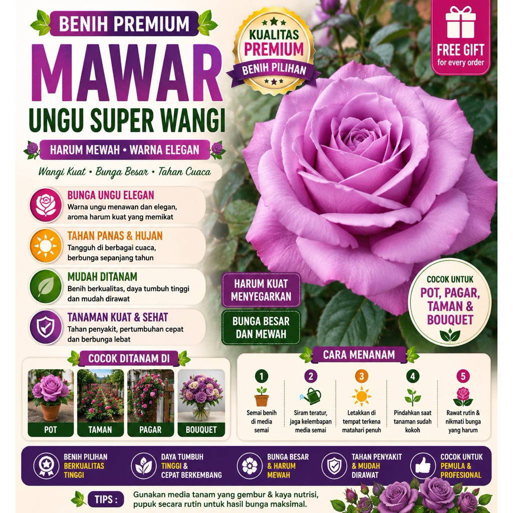 2 benih Mawar Ungu Super Wangi -RSB1990