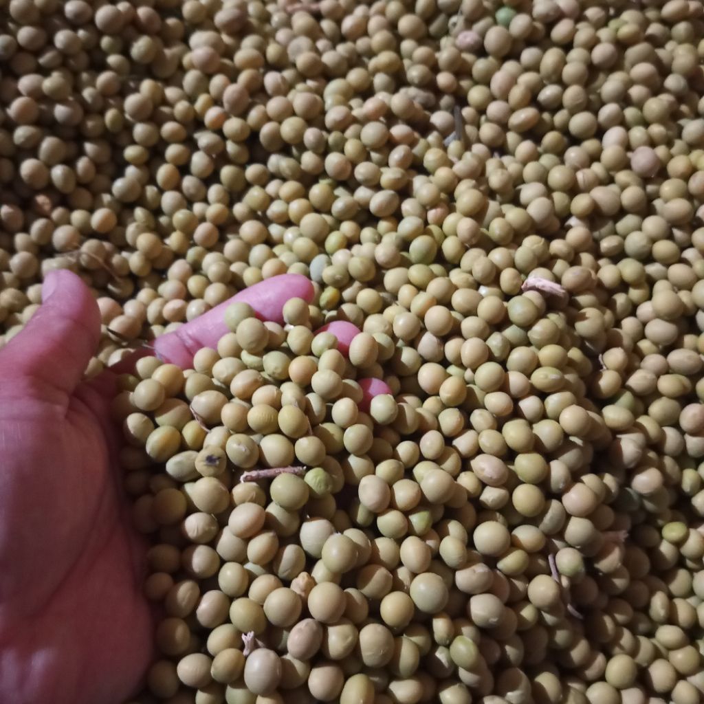 bibit edamame