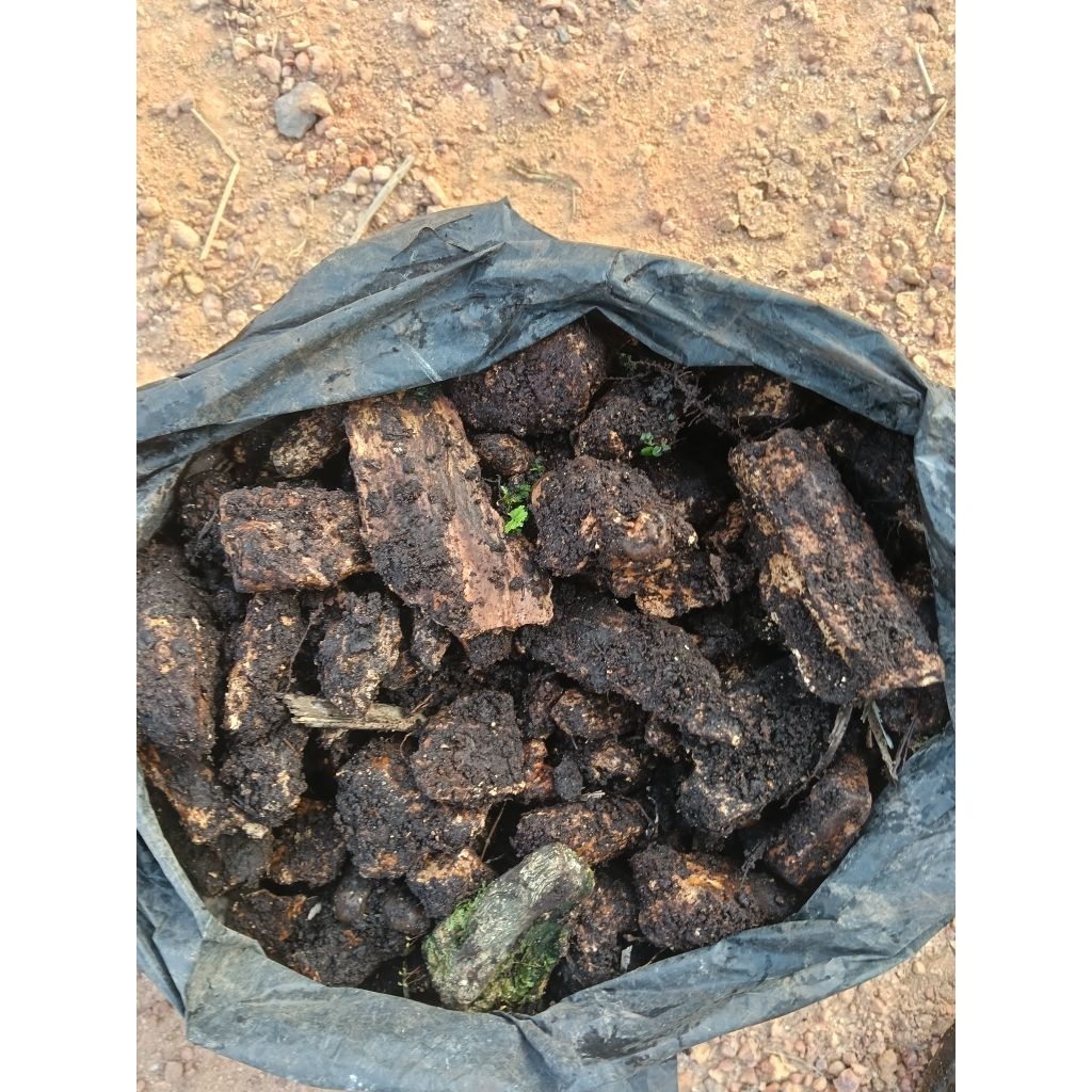 damar (resin) kayu Meranti 1 kg untuk pernis, dempul perahu, bahan kosmetik