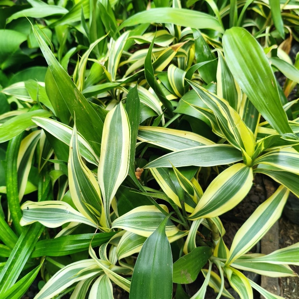 Bambu Hoki/Sri Rejeki (Aglaonema) /3Batang Siap Tanam  +Bonus Random