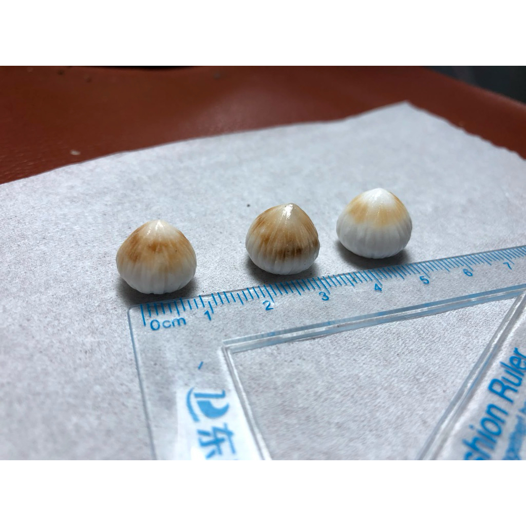 Batu Kelapa Atau Batu Kentos Kelapa Asli 3pcs Kecil