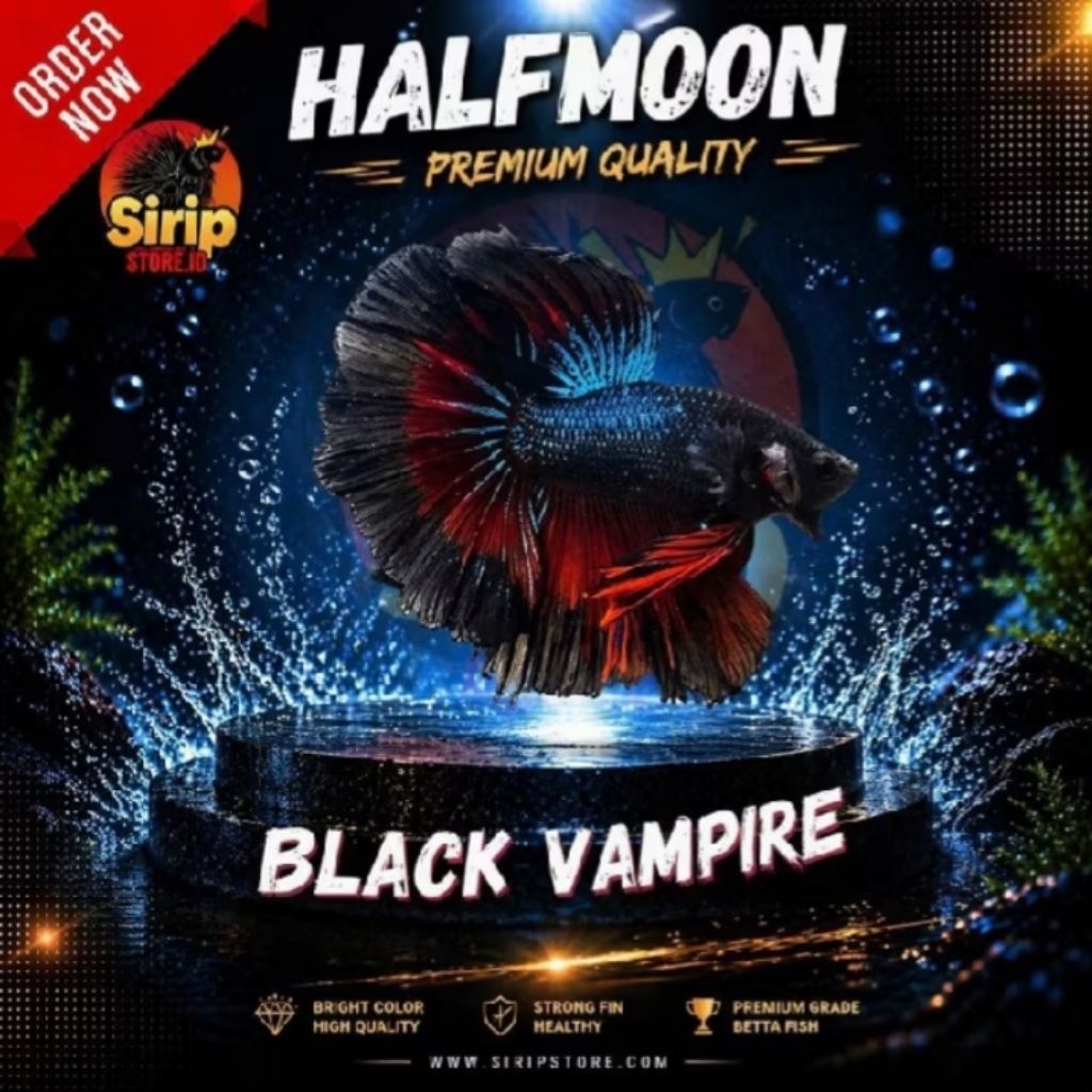Jual Cupang Halfmoon Black Vampire Sirip Lebar