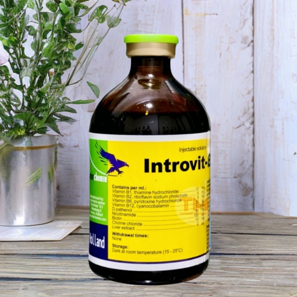 INTROVIT B COMPLEX 100ML Injeksi Vitamin B Komplek hewan